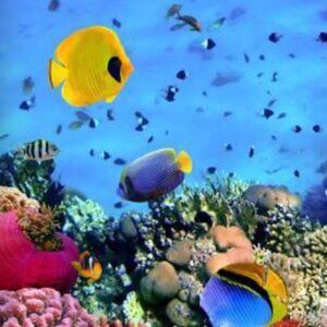 Meet your Posher, Yemen